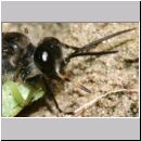 Astata boops - Wanzengrabwespe 22c 10mm beim Nesteintrag am Fusse einer Steilwand in Wallenhorst.jpg